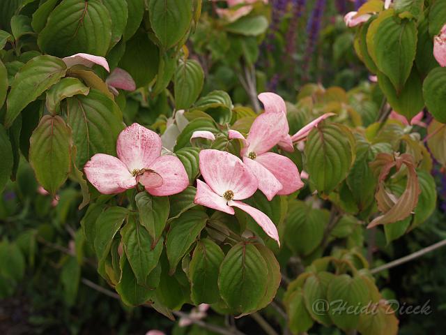 Cornus kousa Satomi.JPG - Cornus kousa Satomi / Hartriegel / Park der Gärten, Bad Zwischenahn